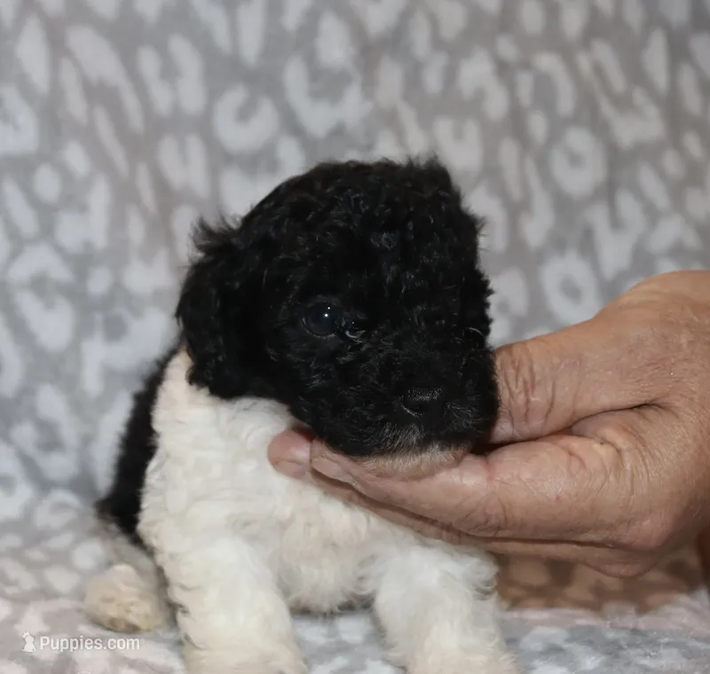 Vanessa – Poodle - Toy  puppy on hold in Lovely, KY