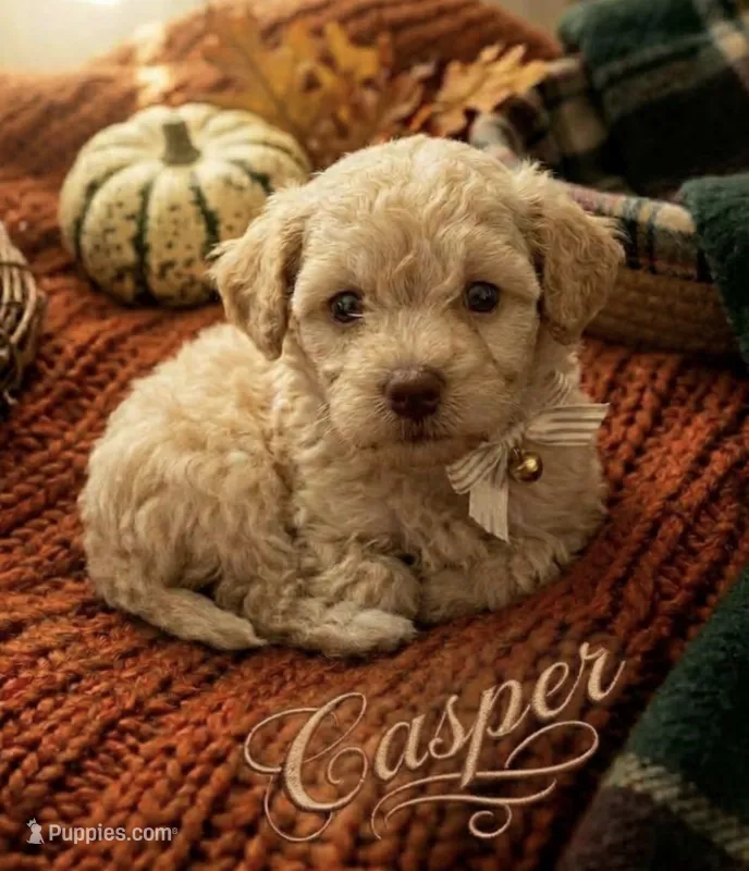 Casper tiny male 4 lbs – Poodle - Toy  puppy for sale in Lovely, KY