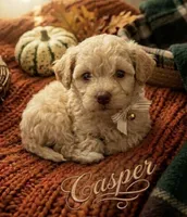 Casper tiny male 4 lbs, a male Poodle - Toy  for sale in Lovely, KY – 1 of 9
