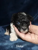 Victor, a male Poodle - Toy  for sale in Lovely, KY – 5 of 5