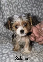  Solana - Parti factor, a female Yorkshire Terrier for sale in Lovely, KY – 2 of 6