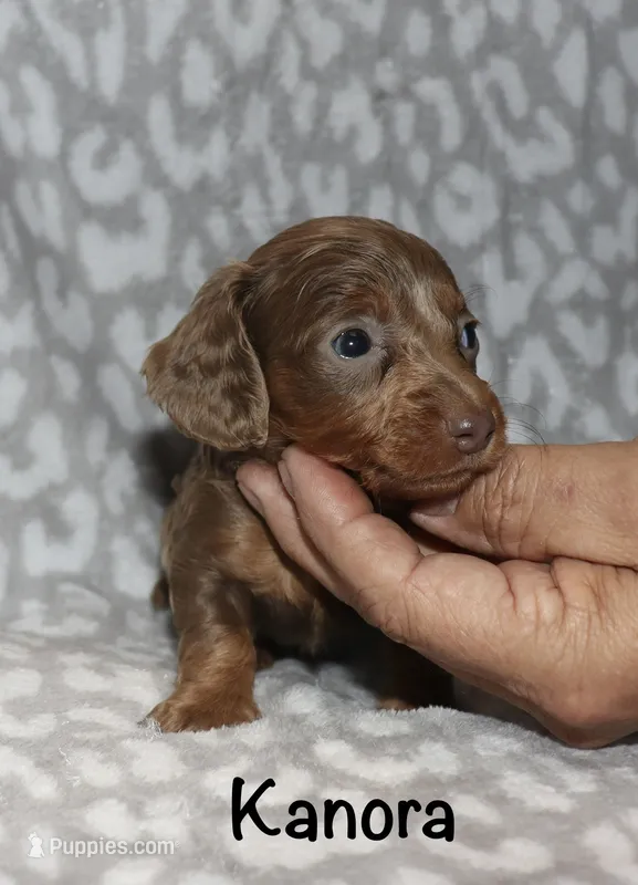 Cora (LH Isabella) – Miniature Dachshund puppy for sale in Lovely, KY