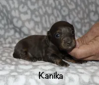 Kanika (Longhaired) blue, a female Miniature Dachshund for sale in Lovely, KY – 4 of 7