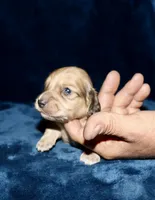 Whalen, a male Miniature Dachshund for sale in Lovely, KY – Photo 5 of 7