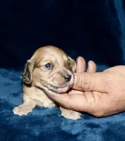 Whalen, a male Miniature Dachshund for sale in Lovely, KY – Photo 4 of 7