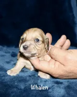 Whalen, a male Miniature Dachshund for sale in Lovely, KY – Photo 1 of 7