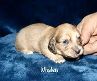 Whalen, a male Miniature Dachshund for sale in Lovely, KY – Photo 3 of 7