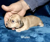 Whalen, a male Miniature Dachshund for sale in Lovely, KY – Photo 2 of 7