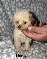 Tiny Darla, a female Poodle - Toy  for sale in Lovely, KY – 7 of 10