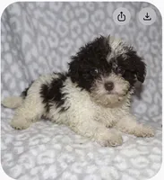 Itsy, a female Poodle - Toy  for sale in Lovely, KY – 1 of 4