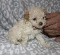 Casper tiny male 4 lbs, a male Poodle - Toy  for sale in Lovely, KY – 4 of 9