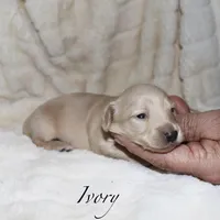 Ivory, a female Miniature Dachshund for sale in Lovely, KY – Photo 4 of 4