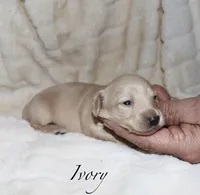 Ivory, a male Miniature Dachshund for sale in Lovely, KY – Photo 4 of 4