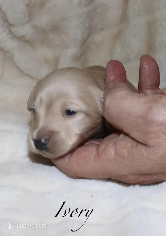 Ivory, a male Miniature Dachshund for sale in Lovely, KY – Photo 1 of 4
