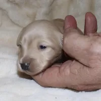 Ivory, a female Miniature Dachshund for sale in Lovely, KY – Photo 1 of 4