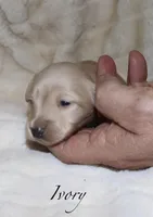 Ivory, a male Miniature Dachshund for sale in Lovely, KY – Photo 1 of 4