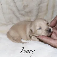 Ivory, a female Miniature Dachshund for sale in Lovely, KY – Photo 2 of 4