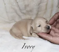 Ivory, a male Miniature Dachshund for sale in Lovely, KY – Photo 2 of 4