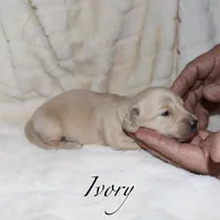 Ivory, a female Miniature Dachshund for sale in Lovely, KY – Photo 3 of 4