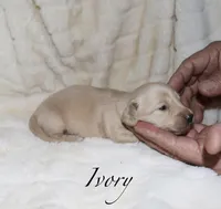 Ivory, a male Miniature Dachshund for sale in Lovely, KY – Photo 3 of 4