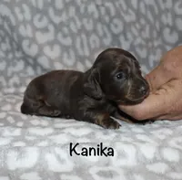 Kanika (Longhaired) blue, a female Miniature Dachshund for sale in Lovely, KY – 2 of 7