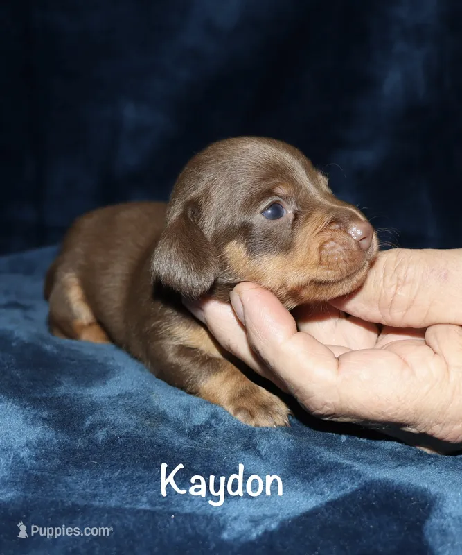 Kaydon  – Miniature Dachshund puppy for sale in Lovely, KY
