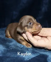 Kaydon , a male Miniature Dachshund for sale in Lovely, KY – 1 of 6
