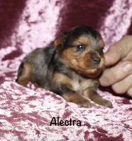 Alectra (merle), a female Yorkshire Terrier for sale in Lovely, KY – 1 of 6