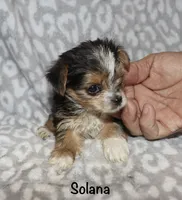 Tiny Solana - Parti factor, a female Yorkshire Terrier for sale in Lovely, KY – 2 of 9