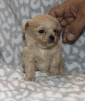 Cyber, a male Poodle - Toy  for sale in Lovely, KY – 5 of 5