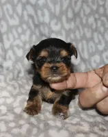 Sunny -, a male Yorkshire Terrier for sale in Lovely, KY – 3 of 4