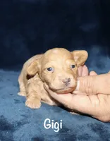Gigi, a female Miniature Dachshund for sale in Lovely, KY – 3 of 9