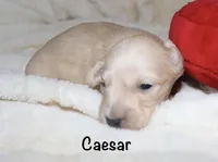 Caesar AKC/CKC reg., a male Miniature Dachshund for sale in Lovely, KY – Photo 4 of 8