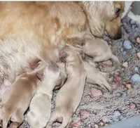 Caesar, a male Miniature Dachshund for sale in Lovely, KY – Photo 2 of 5