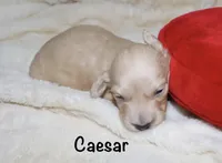 Caesar AKC/CKC reg., a male Miniature Dachshund for sale in Lovely, KY – Photo 5 of 8