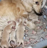 Caesar, a male Miniature Dachshund for sale in Lovely, KY – Photo 3 of 5