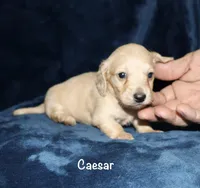 Caesar AKC/CKC reg., a male Miniature Dachshund for sale in Lovely, KY – Photo 3 of 8