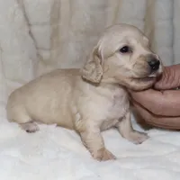 Caesar AKC/CKC reg., a male Miniature Dachshund for sale in Lovely, KY – Photo 2 of 8