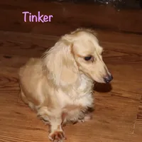 Caesar AKC/CKC reg., a male Miniature Dachshund for sale in Lovely, KY – Photo 7 of 8