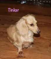 Caesar, a male Miniature Dachshund for sale in Lovely, KY – Photo 5 of 5