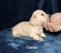 Caesar AKC/CKC reg., a male Miniature Dachshund for sale in Lovely, KY – Photo 4 of 8