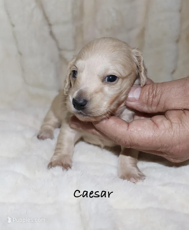 Caesar AKC/CKC reg.