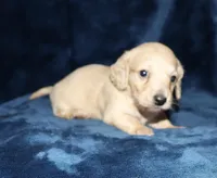 Caesar AKC/CKC reg., a male Miniature Dachshund for sale in Lovely, KY – Photo 6 of 8