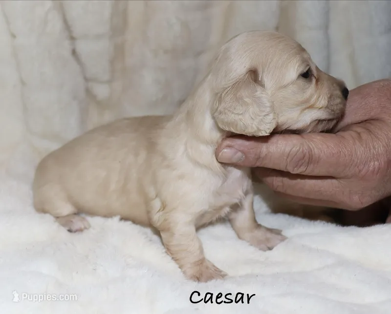 Caesar AKC/CKC reg. – Miniature Dachshund puppy on hold in Lovely, KY
