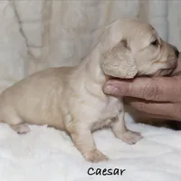 Caesar AKC/CKC reg., a male Miniature Dachshund for sale in Lovely, KY – Photo 1 of 8