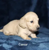 Caesar AKC/CKC reg., a male Miniature Dachshund for sale in Lovely, KY – Photo 5 of 8