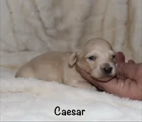 Caesar AKC/CKC reg., a male Miniature Dachshund for sale in Lovely, KY – Photo 2 of 8