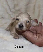 Caesar AKC/CKC reg., a male Miniature Dachshund for sale in Lovely, KY – Photo 3 of 8