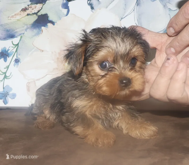 Alex.  ( merle) – Yorkshire Terrier puppy for sale in Lovely, KY