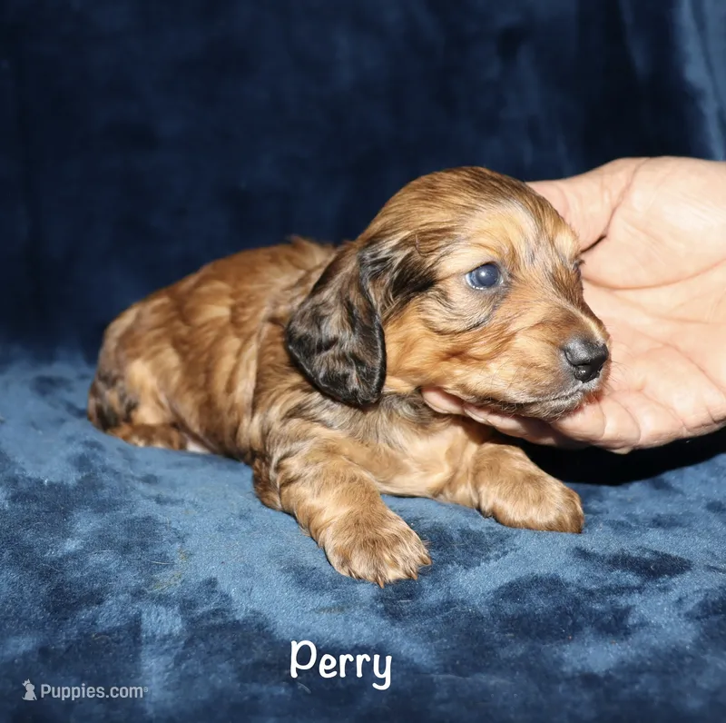 Perry (Long haired) – Miniature Dachshund puppy for sale in Lovely, KY